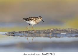 Image result for Calidris minutilla