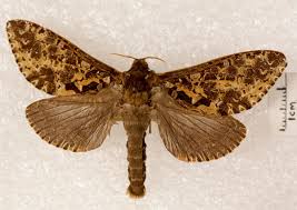 Attēlu rezultāti vaicājumam “Hepialidae”