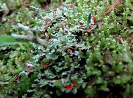 Attēlu rezultāti vaicājumam “Cladonia norvegica”