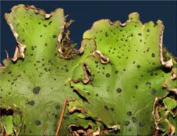 Attēlu rezultāti vaicājumam “Peltigera leucophlebia”