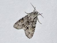 Attēlu rezultāti vaicājumam “Acronicta cuspis”