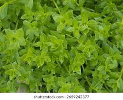 Attēlu rezultāti vaicājumam “Honckenya peploides fruit”