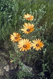 Image result for Dimorphotheca sinuata