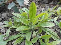 Attēlu rezultāti vaicājumam “Ajuga genevensis”