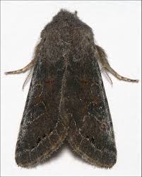 Attēlu rezultāti vaicājumam “Orthosia populeti”