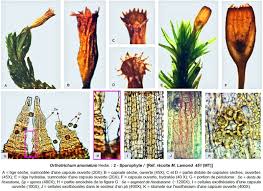 Attēlu rezultāti vaicājumam “Orthotrichum anomalum”