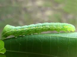 Attēlu rezultāti vaicājumam “Amphipyra”