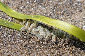 Attēlu rezultāti vaicājumam “Amphipoda”