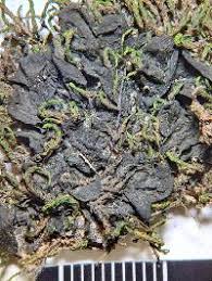 Attēlu rezultāti vaicājumam “Collema flaccidum”