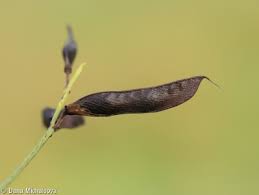 Attēlu rezultāti vaicājumam “Lathyrus pratensis fruit”