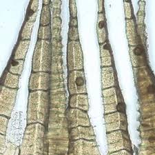 Attēlu rezultāti vaicājumam “Pylaisia polyantha sporophyte”