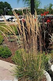 Attēlu rezultāti vaicājumam “Calamagrostis stricta”