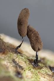 Attēlu rezultāti vaicājumam “Comatricha pulchella macro”