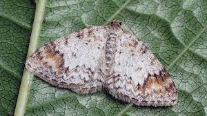 Attēlu rezultāti vaicājumam “Venusia blomeri”