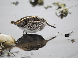 Image result for Lymnocryptes minimus