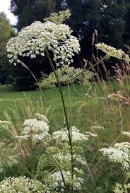 Attēlu rezultāti vaicājumam “Peucedanum palustre leaf”