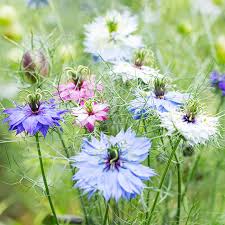 Image result for Nigella damascena
