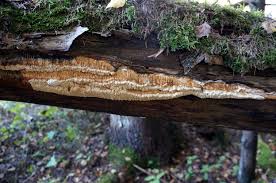 Attēlu rezultāti vaicājumam “Antrodia mellita”