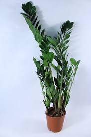 Image result for zamiokulkas