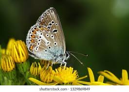 Attēlu rezultāti vaicājumam “Eumedonia eumedon”