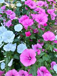 Image result for Lavatera trimestris