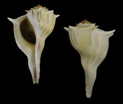 Image result for Sinistrofulgur perversum