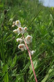 Attēlu rezultāti vaicājumam “Pyrolaceae”
