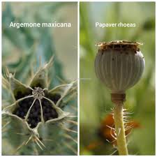 Attēlu rezultāti vaicājumam “Papaver argemone fruit”