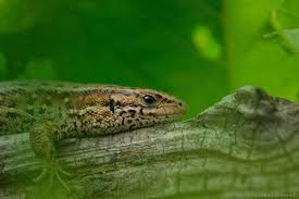 Attēlu rezultāti vaicājumam “Lacerta vivipara female”