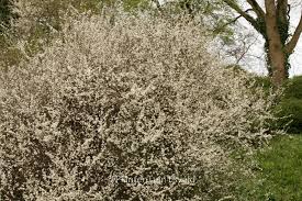 Attēlu rezultāti vaicājumam “Prunus spinosa”