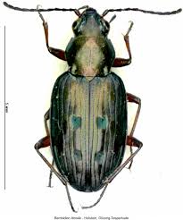 Attēlu rezultāti vaicājumam “Bembidion litorale”