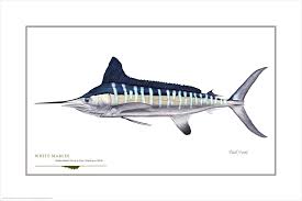 Image result for Kajikia albida