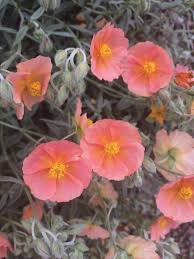 Attēlu rezultāti vaicājumam “Helianthemum x hybridum flower”