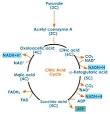 Kreb's Cycle Explained with Diagrams | Tutorvista.