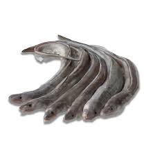 Image result for Conger conger