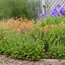 Attēlu rezultāti vaicājumam “Geum x intermedium flower”