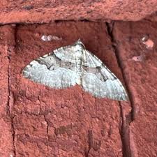 Attēlu rezultāti vaicājumam “Xanthorhoe designata”