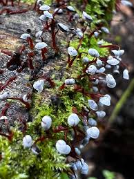 Attēlu rezultāti vaicājumam “Physarum pezizoideum”