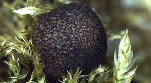 Attēlu rezultāti vaicājumam “Lycogala maculatum macro”