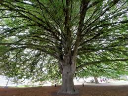 Attēlu rezultāti vaicājumam “Fagus sylvatica fo. laciniata”