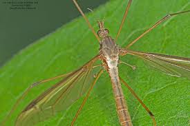 Attēlu rezultāti vaicājumam “Tipulidae female”