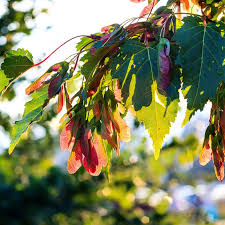 Attēlu rezultāti vaicājumam “Acer saccharinum fruit”