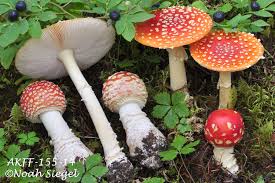 Attēlu rezultāti vaicājumam “Amanita muscaria”