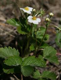 Attēlu rezultāti vaicājumam “Fragaria vesca flower”