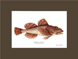 Image result for Myoxocephalus scorpius