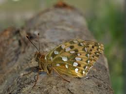 Attēlu rezultāti vaicājumam “Argynnis aglaja”