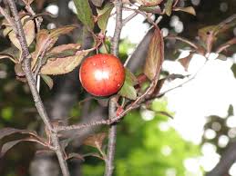 Attēlu rezultāti vaicājumam “Prunus cerasifera fruit”