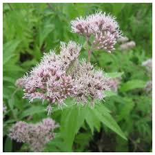 Attēlu rezultāti vaicājumam “Eupatorium cannabinum flower”
