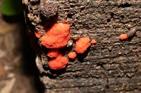 Attēlu rezultāti vaicājumam “Tubifera ferruginosa (subsp. ferruginosa) macro”