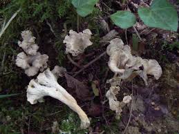 Attēlu rezultāti vaicājumam “Pseudocraterellus sinuosus”